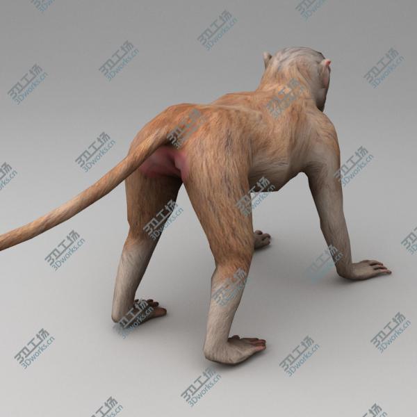 images/goods_img/202105073/Rhesus macaque rigged/3.jpg